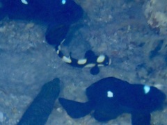 Plectorhinchus vittatus
