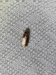 Hofmannophila pseudospretella