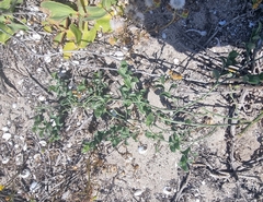 Asparagus asparagoides