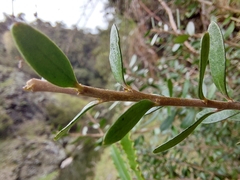 Melicytus