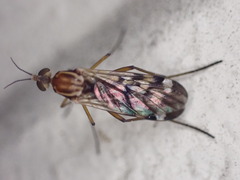 Sylvicola notatus
