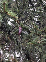 Picea × fennica