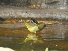 Leiothlypis celata