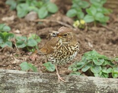 Turdus philomelos clarkei