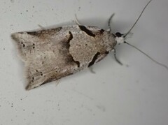 Harmologa amplexana