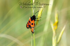 Zygaena algira