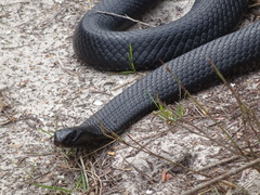 Pseudechis porphyriacus
