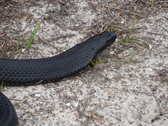 Pseudechis porphyriacus