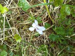 Viola canina