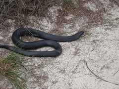 Pseudechis porphyriacus