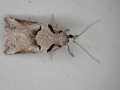 Harmologa amplexana