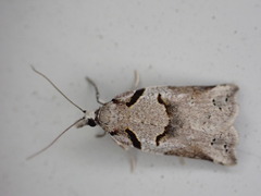 Harmologa amplexana