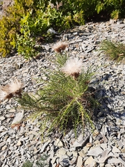 Ptilostemon echinocephalus