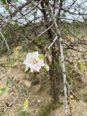 Prunus amygdalus