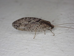 Wesmaelius subnebulosus