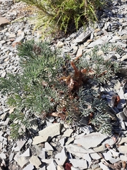 Seseli ponticum