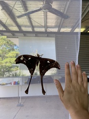 Coscinocera hercules