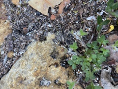 Xanthosia tasmanica