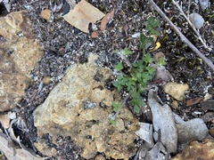 Xanthosia tasmanica