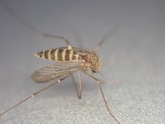 Culex quinquefasciatus