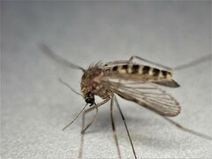 Culex quinquefasciatus