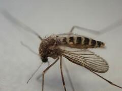 Culex quinquefasciatus