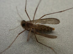 Culex quinquefasciatus