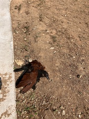 Centropus sinensis