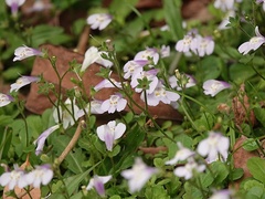 Mazus fauriei