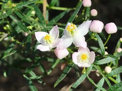 Boronia muelleri