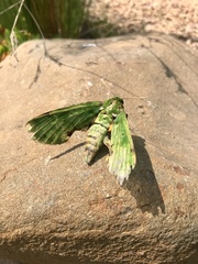 Euchloron megaera