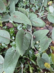 Phlomis