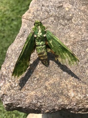 Euchloron megaera