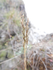 Poa alpigena