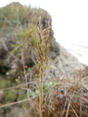 Poa alpigena