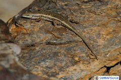 Trachylepis variegata