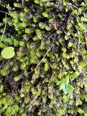 Scapania undulata