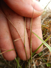 Poa alpigena