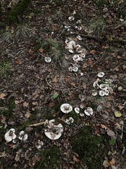Lactarius controversus
