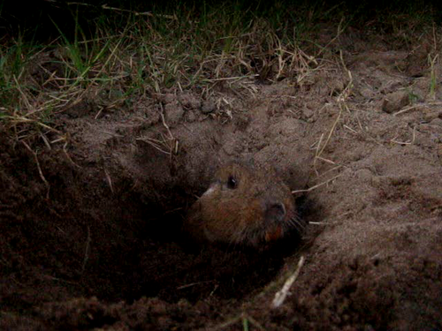 Ctenomys torquatus