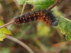 Acronicta auricoma