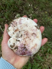 Lactarius controversus