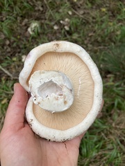 Lactarius controversus