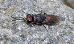 Chrysis gracillima