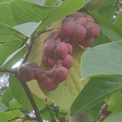 Magnolia kobus