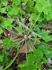 Oxalis laxa