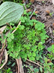Oxalis laxa