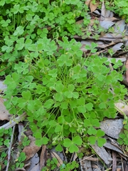Oxalis laxa