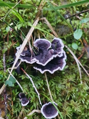Phellodon niger