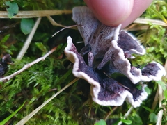 Phellodon niger